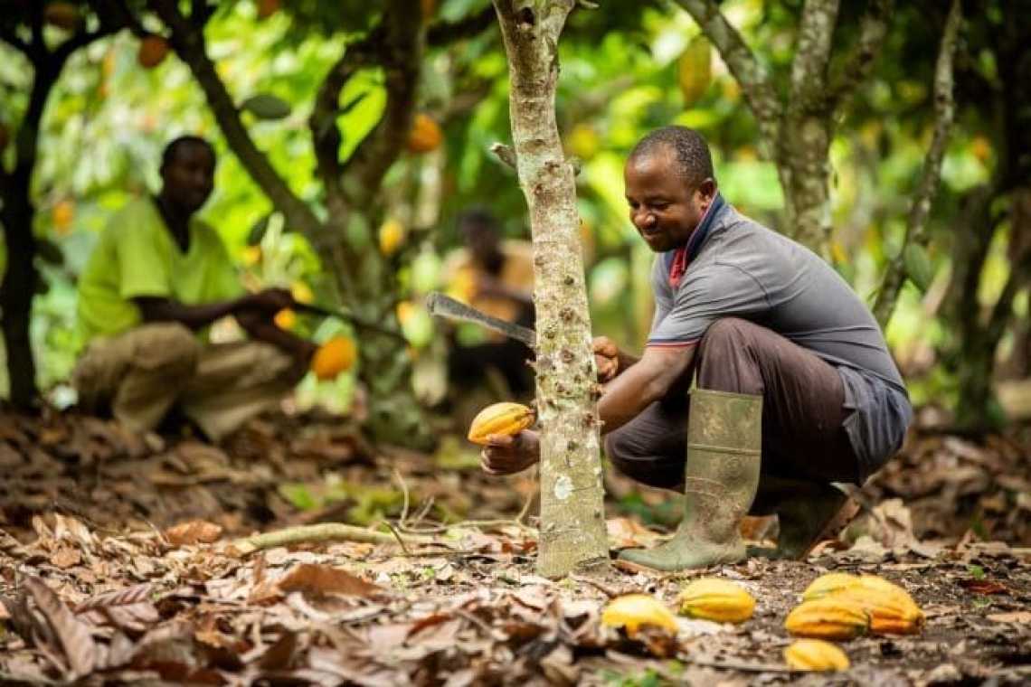  Govt ordered the immediate payment of all outstanding arrears to cocoa farmers