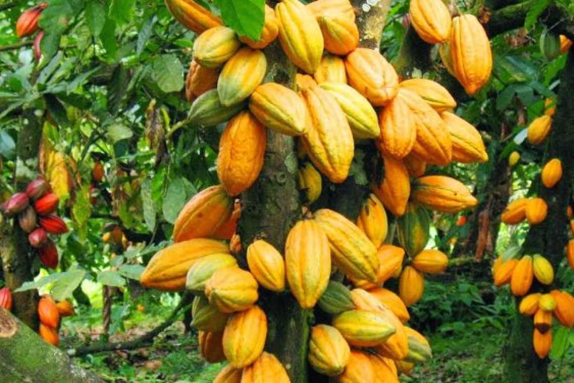 From Beans to Bars: Government Unveils Sweeping Reforms to "Reset" Ghana’s Cocoa Sector